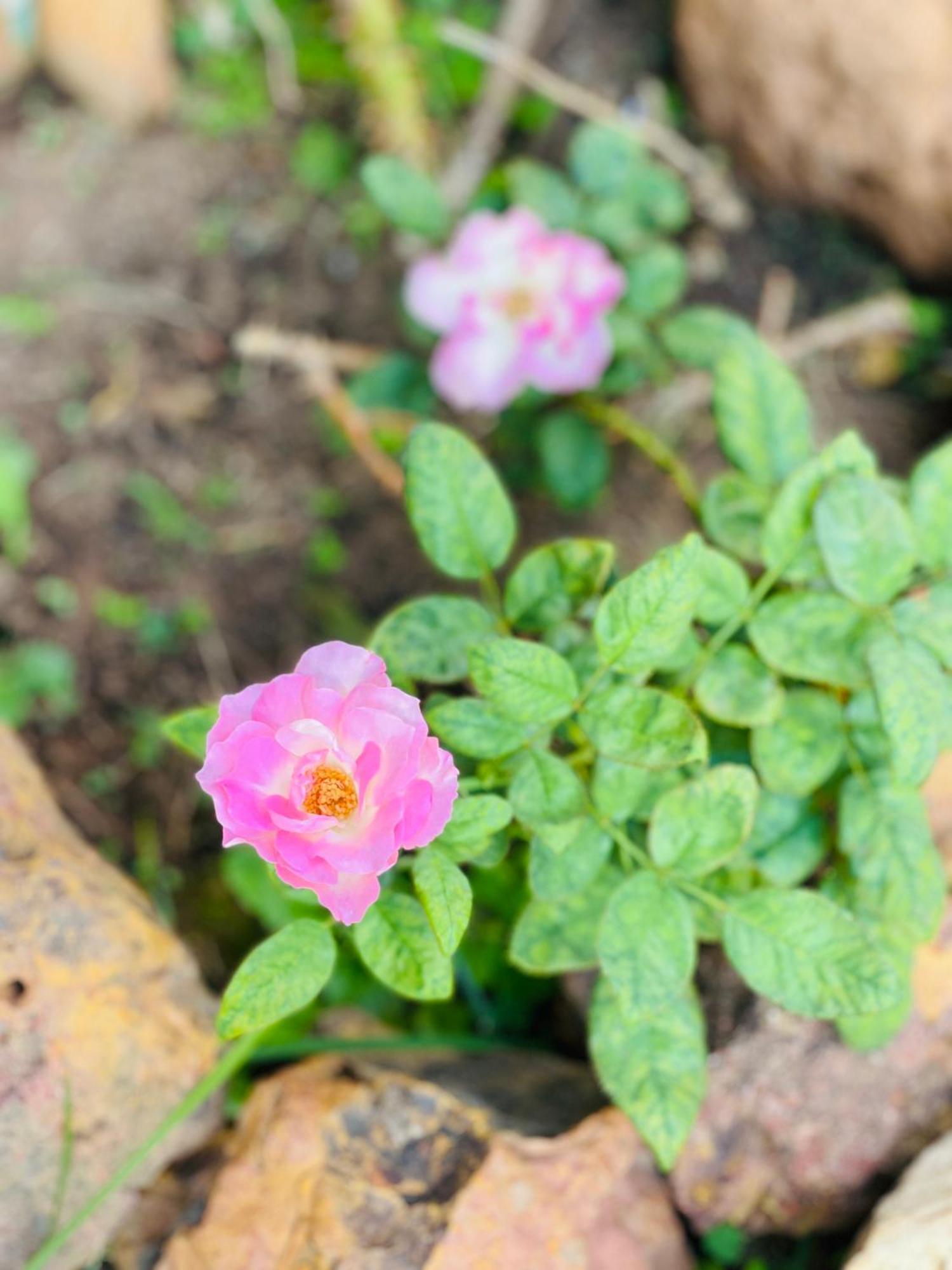 Pousada Verdes Encantos Pirenopolis Ngoại thất bức ảnh