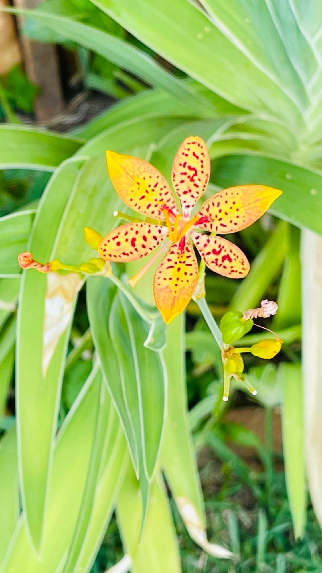 Pousada Verdes Encantos Pirenopolis Ngoại thất bức ảnh